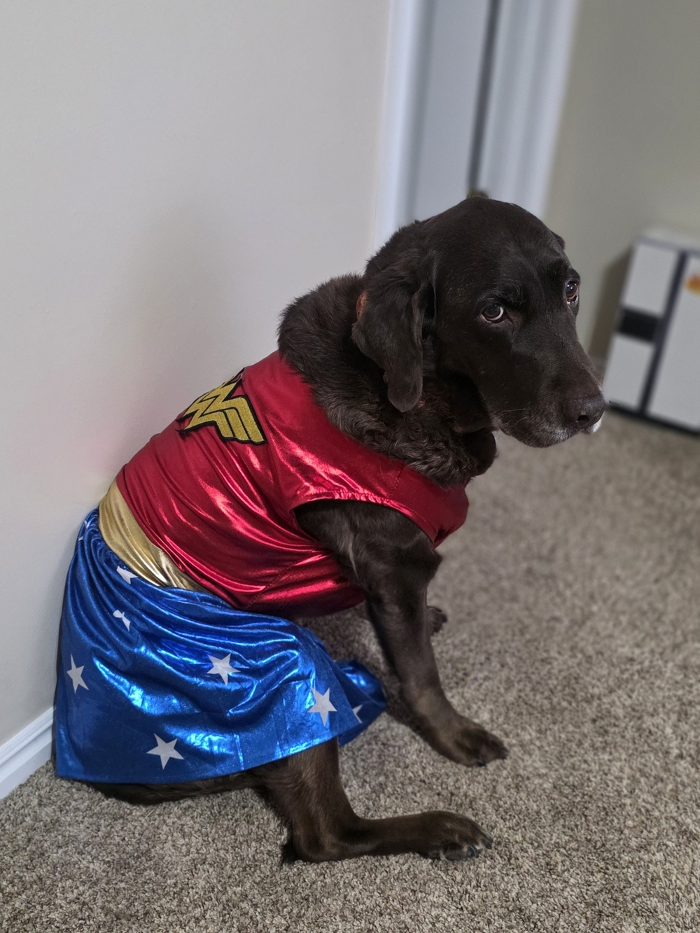 Dog Wonder Woman Costume Dress in Red, Blue and Gold - Pet Apparel